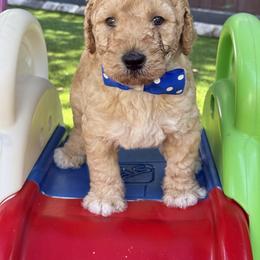 Mister Blue - Apricot male Australian Labradoodle puppy in Wake Forest, North Carolina from Lucky Country Labradoodles