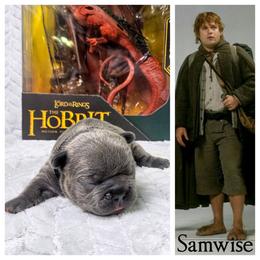 Samwise Gamgee - Blue male French Bulldog puppy in Denver, Colorado from Mecham Family kennels -MechamFrenchies