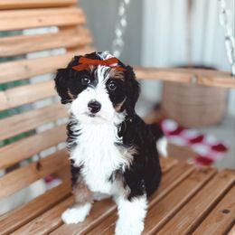 Blessed - Tri-color female Bernedoodle puppy in Jackson, Missouri from Pincksten Family Doodles