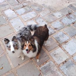 Toy Shetland Sheepdog puppies from In the Name of Fluff