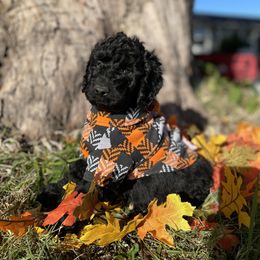 Labradoodle and Poodle Puppies from PawfectBud