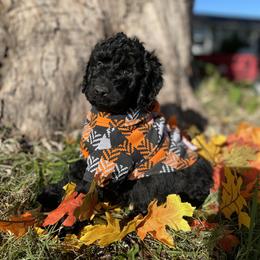 Labradoodle and Poodle Puppies from PawfectBud