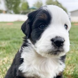 Miniature Australian Shepherds from Blue Sage Aussies