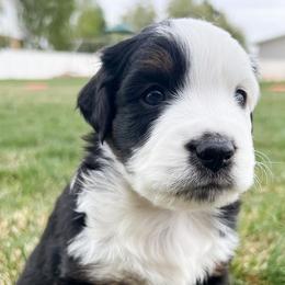Miniature Australian Shepherds from Blue Sage Aussies