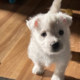 West Highland White Terrier Puppies from Westies of NC Highlands