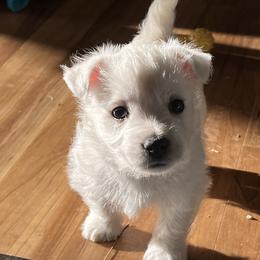 West Highland White Terrier Puppies from Westies of NC Highlands