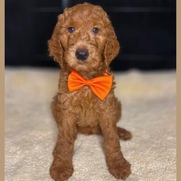 Chestnut - Red  male Goldendoodle puppy in Summerville, South Carolina from Pawmazing Doodles