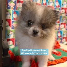 Blue merle parti - Blue merle male Pomeranian puppy in Kentucky from Em&M Pomeranians