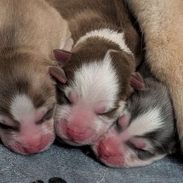 Pup 2 Red Female-ON HOLD - Red and white female Pomsky puppy in Hurleyville, New York from My Crazy Pomskys