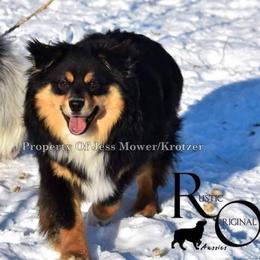 Khalessi - Miniature Australian Shepherd