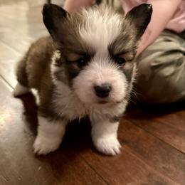 Orange Collar Boy Oakley - Sable male Pembroke Welsh Corgi puppy in Paris, Kentucky from Flat Run Corgis