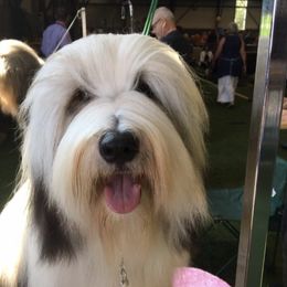 Bearded Collies from Debby Furlow