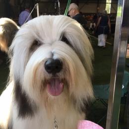 Bearded Collies from Debby Furlow