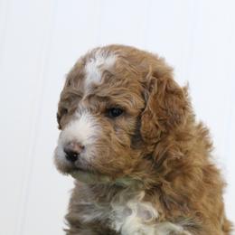 Ember - Red female Bernedoodle puppy in Springtown, Texas from North Texas Puppies