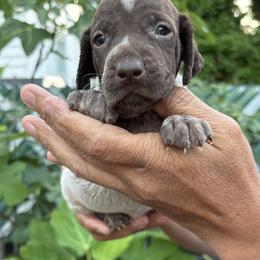 Girl 3 - Liver roan female German Shorthaired Pointer puppy in New Bedford, Massachusetts from Foot Hunter Kennel