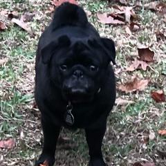 Sofina - Pug