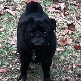 Sofina - Pug