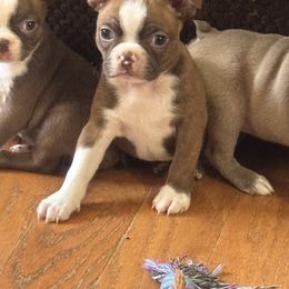 Boston Terrier Puppies from Twist of Faith Farms