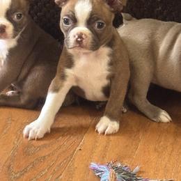 Boston Terrier Puppies from Twist of Faith Farms