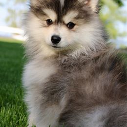 Wyatt - Black and white male Pomsky puppy in Apple Creek, Ohio from Arlene Hershberger