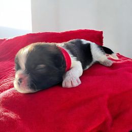 AKC-Charlie - Brindle and white male Shih Tzu puppy in Charlotte, North Carolina from Judy's Shih Tzus