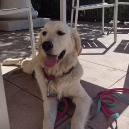 Golden Retrievers from Seascape Golden Retrievers