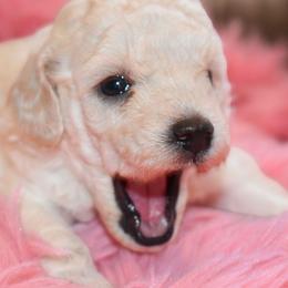 Snow Belle (AKC) - White female Poodle puppy in Rainbow City, Alabama from Misioh Poodles
