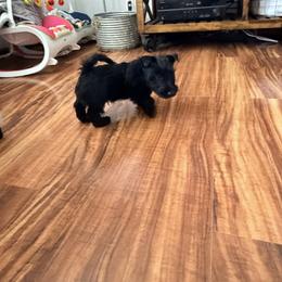 RC - Black male Scottish Terrier puppy in Bristol, Virginia from Schrute Farms Canine Clan