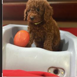 Verde - Red  male Poodle puppy in Anaheim, California from SoCal Toy Poodles