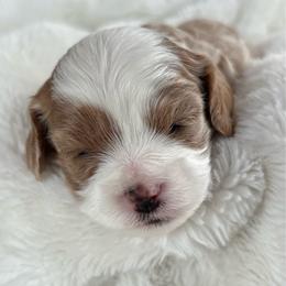 Dutches - Blenheim female Cavapoo puppy in Gilbert, Arizona from Arizona Toy Cavapoos – Health‐Tested & Home‐Raised
