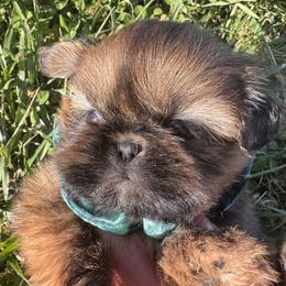 Rasin - Red and tan female Shih Tzu puppy in Bentonville, Arkansas from T & D Dachshunds by design