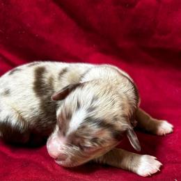 Girl 4 - Red merle female Toy Australian Shepherd puppy in Hokes Bluff, Alabama from Alegria Toy Aussies