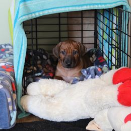 Rhodesian Ridgeback Puppies from Supernova Ridgebacks