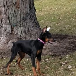 Doberman Pinscher All Grown Up from Brenda Snider