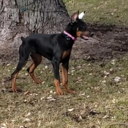 Doberman Pinscher All Grown Up from Brenda Snider