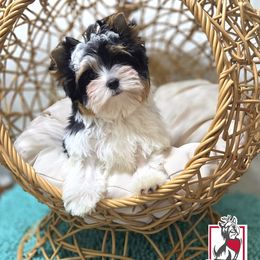 Biewer Terrier and Yorkshire Terrier Puppies from Corazon de gigante