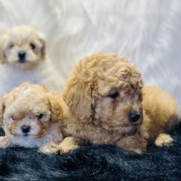 Cavalier King Charles Spaniel and Cavapoo Puppies from Northern’s Cute Cuddly Cava poo’s and Cavaliers