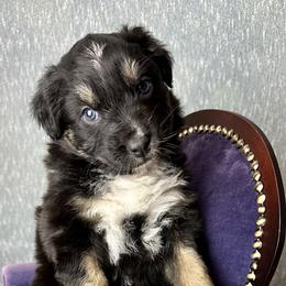 Comet - Black tri-color female Australian Shepherd puppy in West Union, Iowa from Boundless Hearts Australian Shepherds LLC