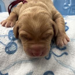 Maroon - Yellow male Labrador Retriever puppy in Heath Springs, South Carolina from Rich Hill Retrievers