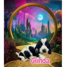 Glenda - Black and white female Basset Hound puppy in Dingess, West Virginia from Tuckers' Howling Hounds