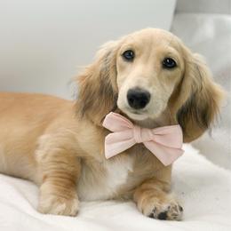 Andy - Dachshund