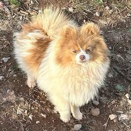 Wisteria - Lavender female Pomeranian puppy in Buck Valley, Pennsylvania from Buck Valley Pomeranians