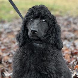 Ebony(Trained) - Black Poodle puppy in North Carolina from The Silver Collar