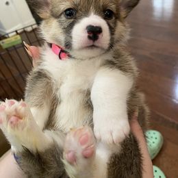 Pembroke Welsh Corgi Puppies from West Houston Corgis
