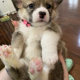 Pembroke Welsh Corgi Puppies from West Houston Corgis
