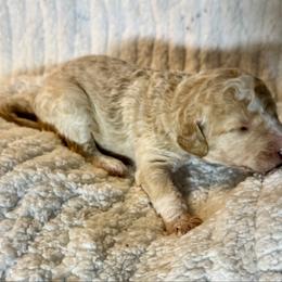 Cream boy - male Golden Mountain Doodle puppy in Blue Springs, Missouri from Jeanie’s Doodles