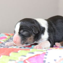 Miniature Australian Shepherd Puppies from Diamond D Mini Aussies