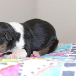 Miniature Australian Shepherd Puppies from Diamond D Mini Aussies