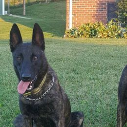 Dutch Shepherds from Sage Mountain Farm and Kennels