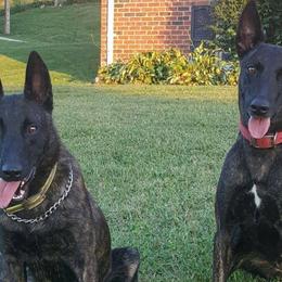 Dutch Shepherds from Sage Mountain Farm and Kennels